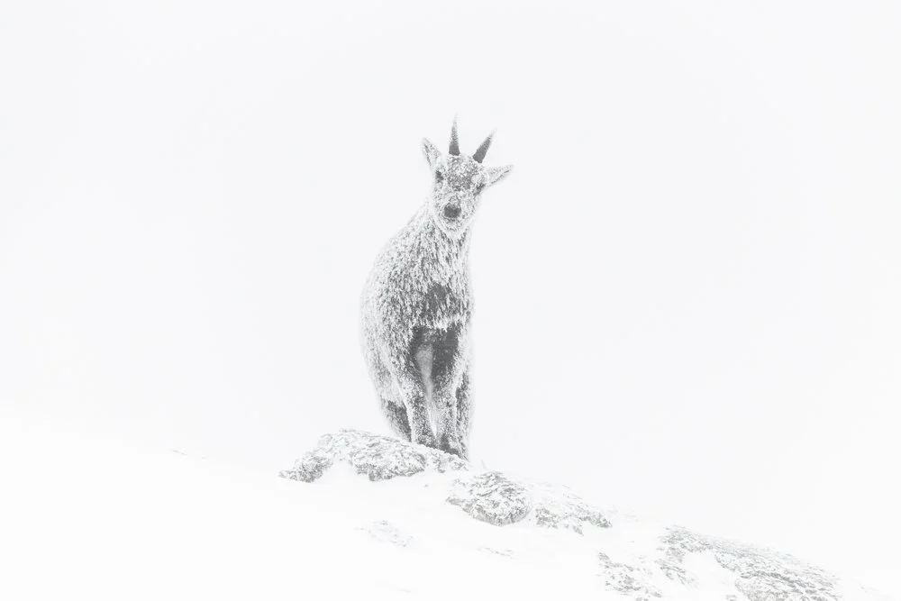 Luca Melcarne accompagnateur en montagne et photographe