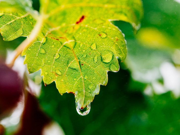 Ludo Charles - Photographe Carcassonne
