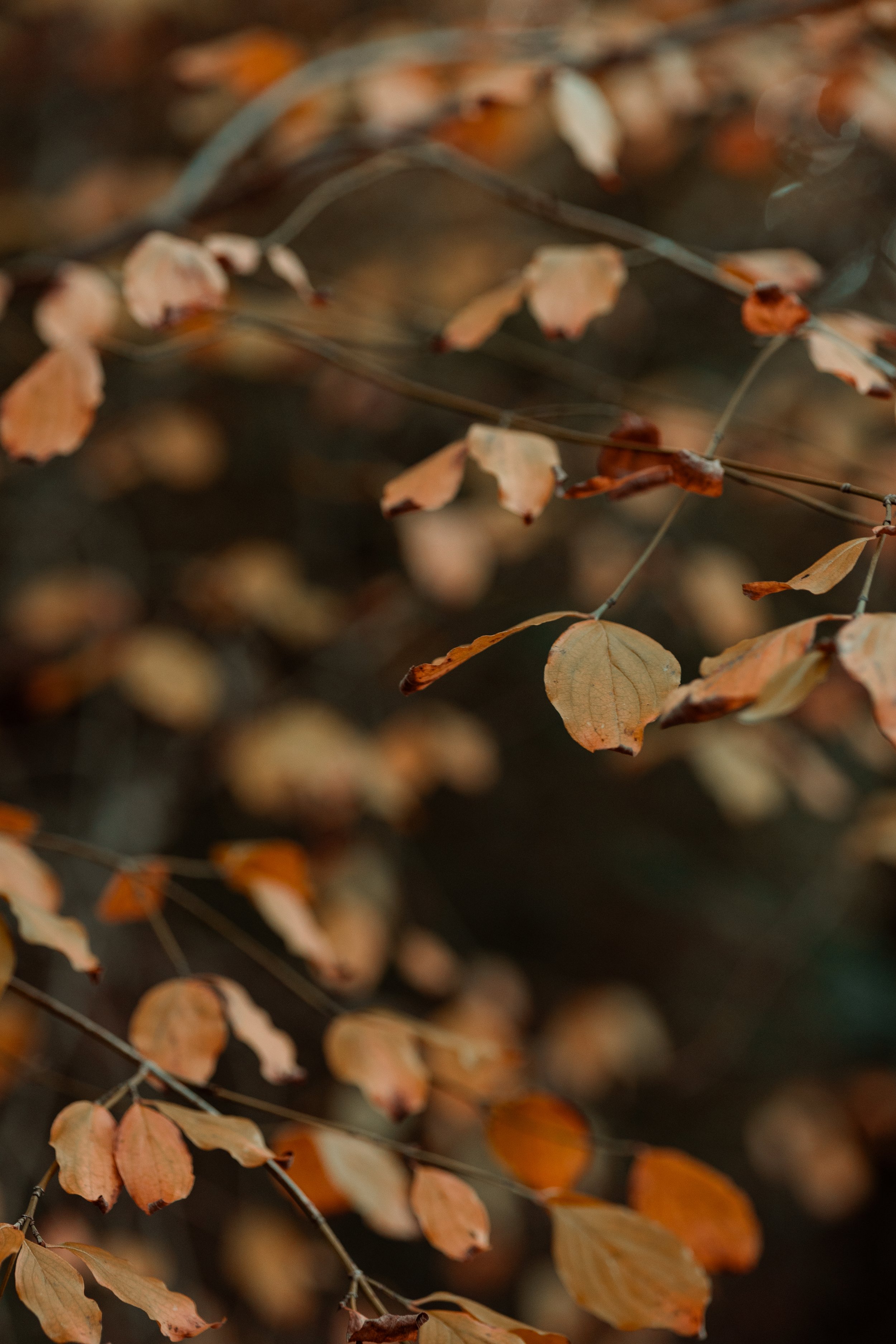 Photographe - Camille Olive Photographie - Grasse - Peymeinade